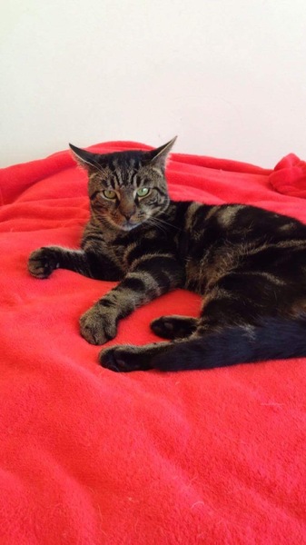 When is the right time to get new cat?