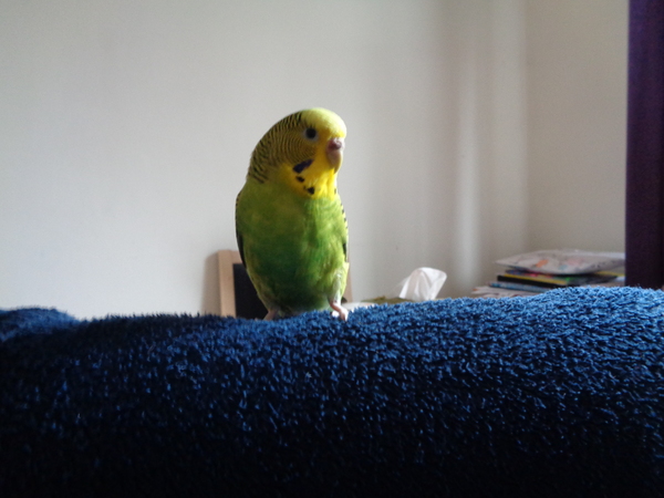 Mumsnet users share how their pet is part of the family with Animal Friends Insurance