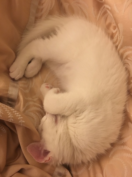 Sweetest kitten claimed my bed!