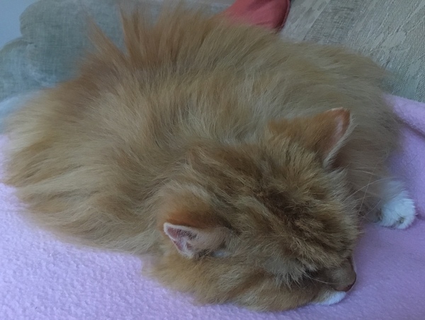 sleeping kitty