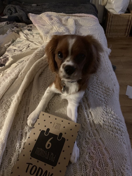 Ideas for New Puppy kit