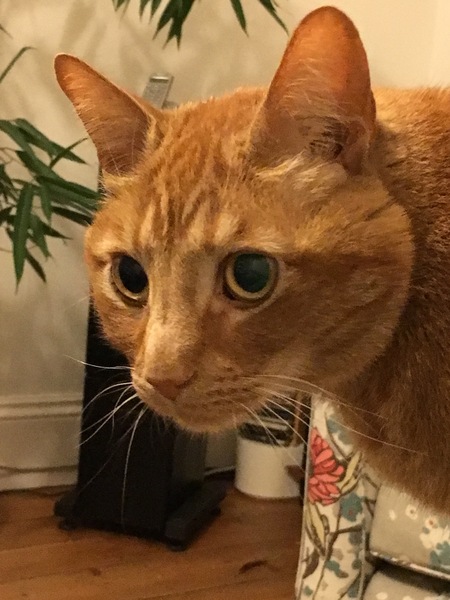 Can we have a pet photo thread? All welcome, furry, scaly, winged and more!