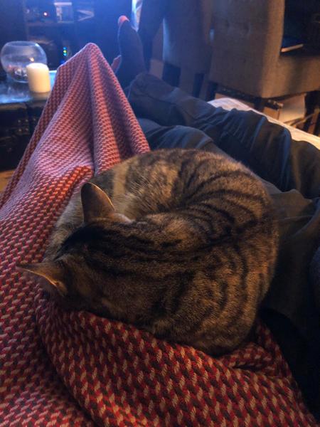 Held hostage by small cat