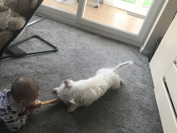 Mumsnet users share how their pet is part of the family with Animal Friends Insurance