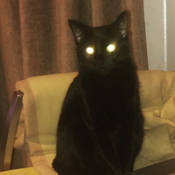 Fellow accidental cat owners, how did you end up with yours