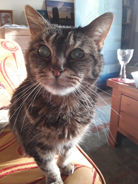 Can we have a pet photo thread? All welcome, furry, scaly, winged and more!