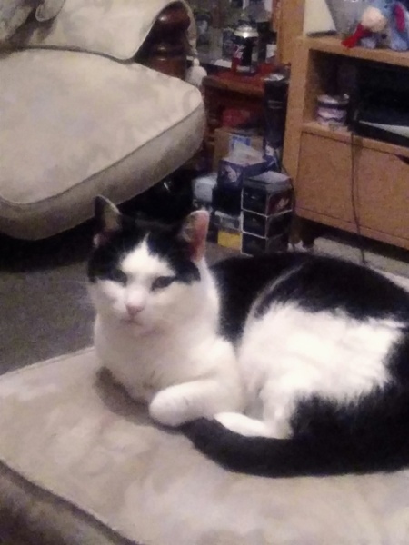 Can we have a pet photo thread? All welcome, furry, scaly, winged and more!