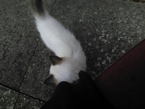 Westminsterenders: Don't Panic. Really Don't Panic. Honestly Don't Panic.