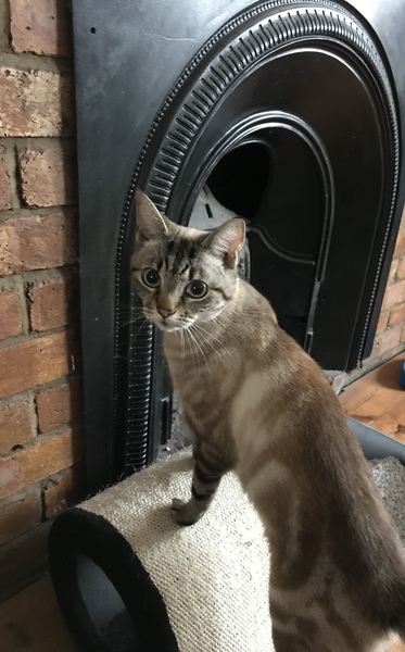 Cat we have rehomed hissing at us