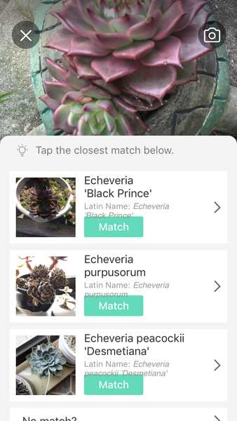 So what is this lovely red succulent (??) in my turtle?