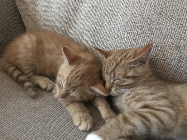 One or two kittens in our circs?