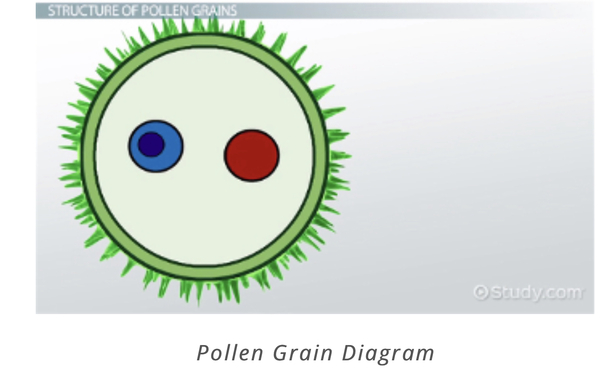 Help - making a cake to look like a pollen cell