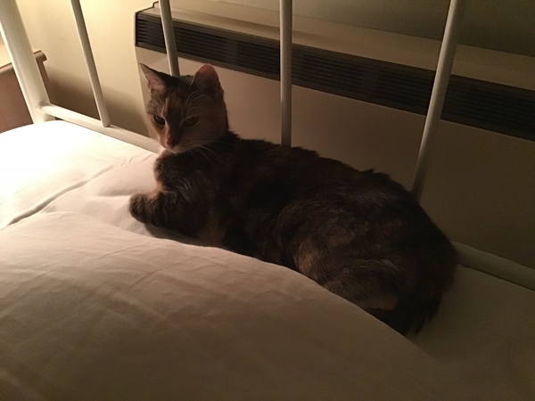 Westministenders: May dug a deep stinky hole and UK politics has tumbled in