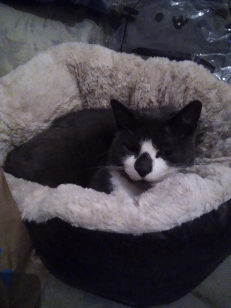 Can we have a pet photo thread? All welcome, furry, scaly, winged and more!