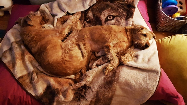 What breed of a dog is this?