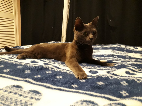 Vets apt?