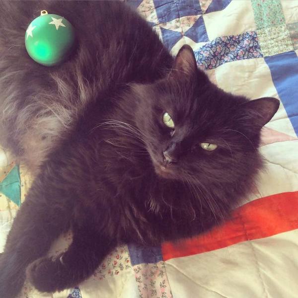 Westminstenders: The WA Vote ReDux