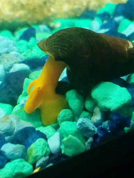 Can we have a pet photo thread? All welcome, furry, scaly, winged and more!