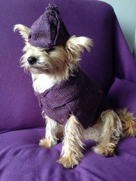 Puppy won't move with coat on