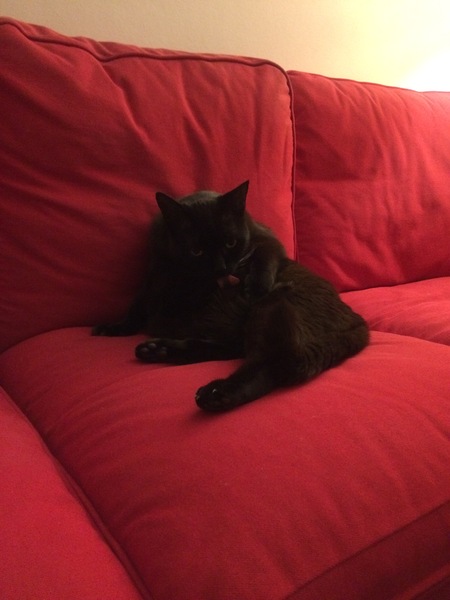 What's your DCat up to today? (Thread 7!)