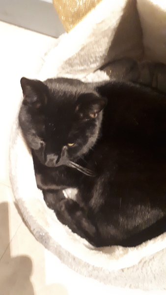 What's your DCat up to today? (Thread 7!)