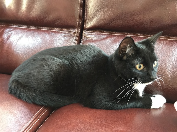 Would we be suitable cat owners?