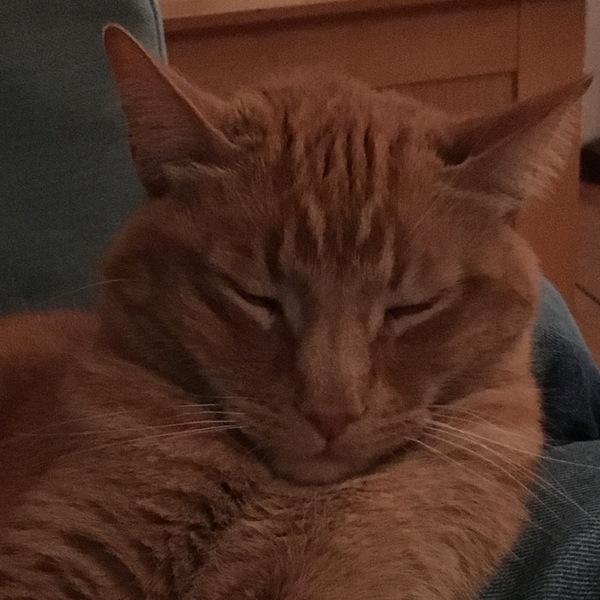 Can we have a pet photo thread? All welcome, furry, scaly, winged and more!