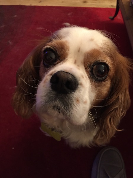 Owners of King Charles spaniels- advice please