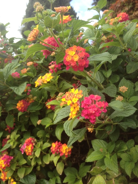 Plant ID please