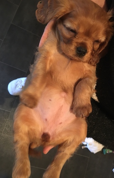 Things you’d have done differently with first dog?