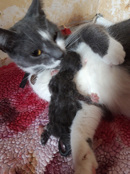 Cat in labour