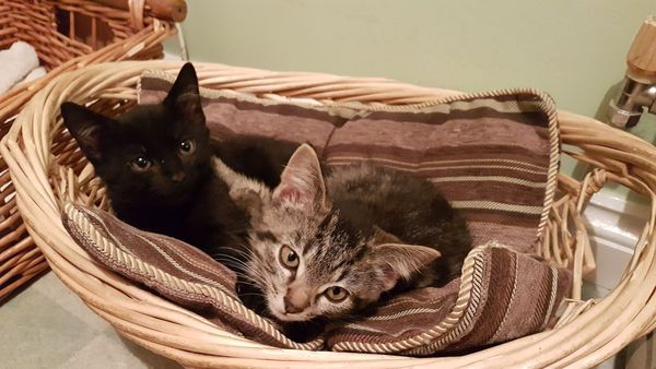Mumsnet users share how their pet is part of the family with Animal Friends Insurance