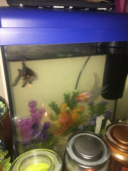 Can we have a pet photo thread? All welcome, furry, scaly, winged and more!