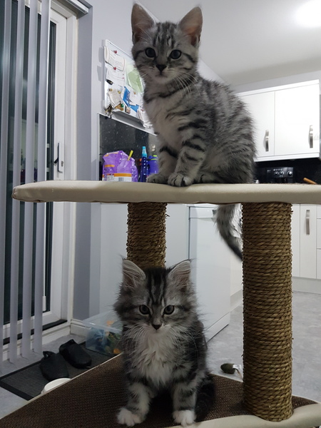 New kitten owner