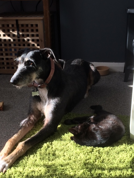 So how do i rehome a dog when we have children?