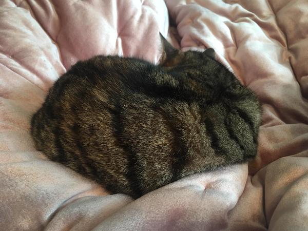 Held hostage by small cat