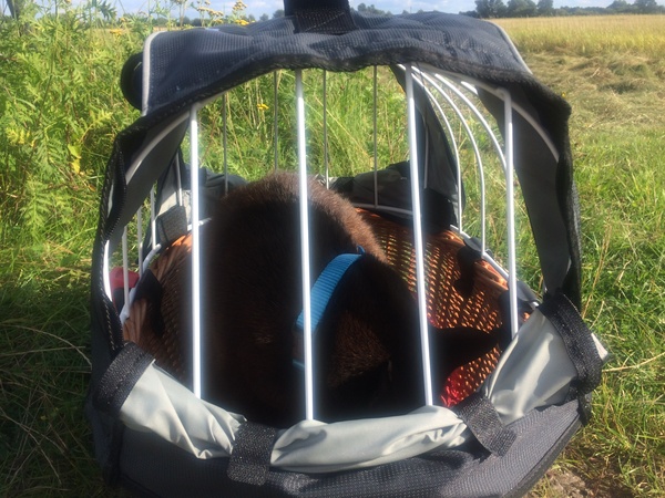 Cat carrier for big cat