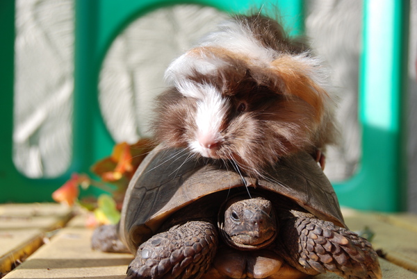 It’s a flipping tortoise!