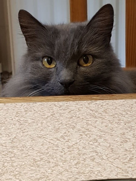 Handsome Harry