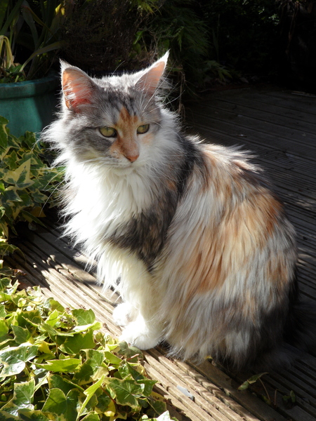 Westminstenders: What The Hell Happens Next?!