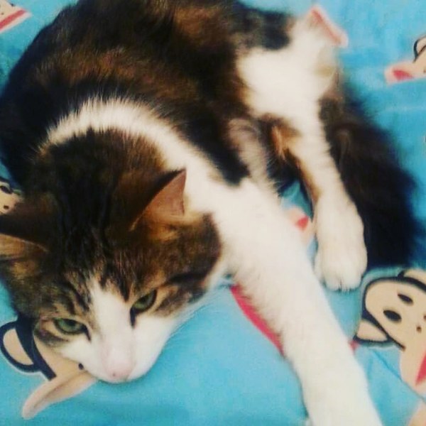 Can we have a pet photo thread? All welcome, furry, scaly, winged and more!