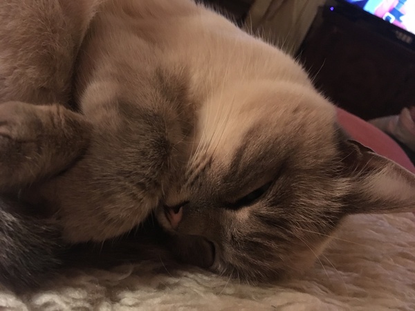 sleeping kitty