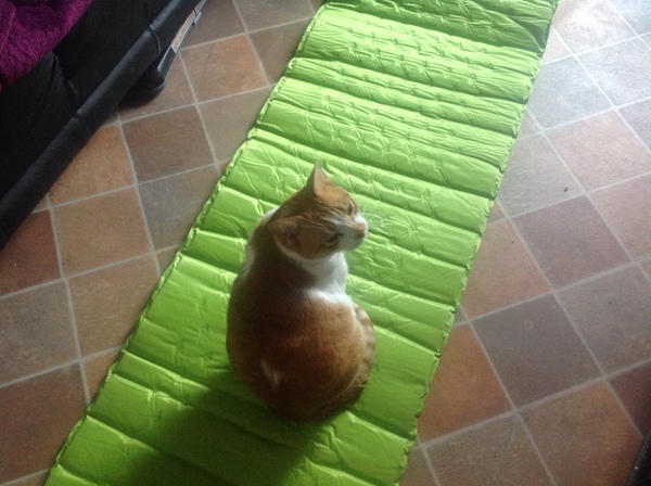 Fellow accidental cat owners, how did you end up with yours