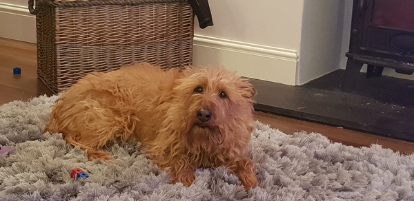 What breed of a dog is this?