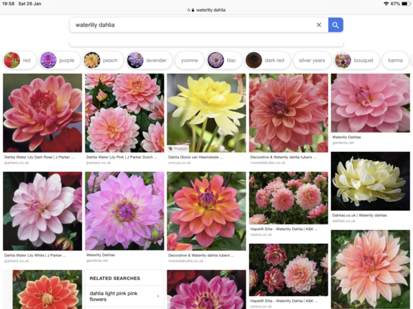 Cut flowers and foliage