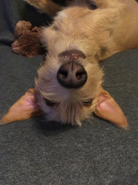 So how do i rehome a dog when we have children?