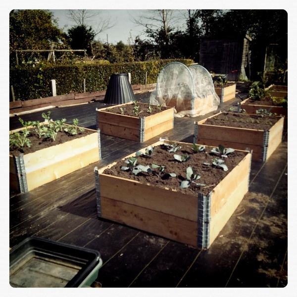 Allotment?Veg Patch Thread 13! Are we weathering the weather?