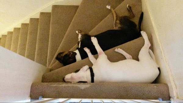 Aibu regarding so called “Nanny” dogs AKA staffies