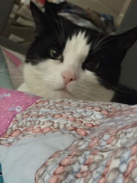 ..to have a cheeky afternoon nap?