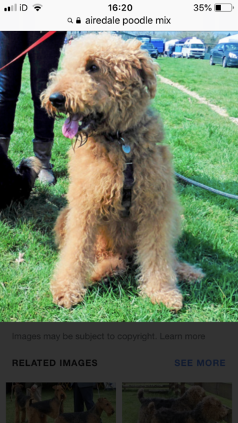 What breed of a dog is this?